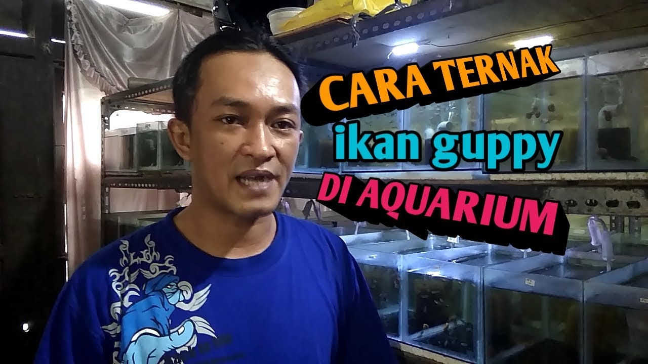 CARA TERNAK IKAN GUPPY DI AQUARIUM - YouTube