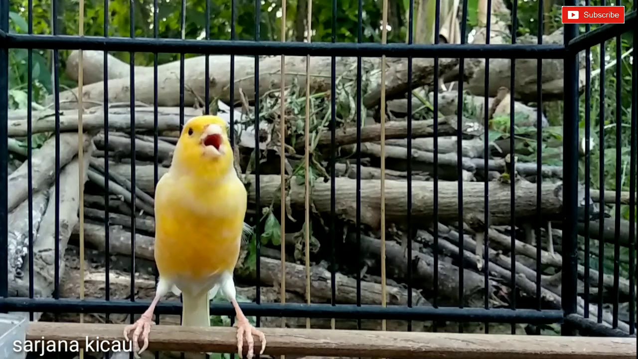 Kenari diam langsung nyaut boskuuu!!! 