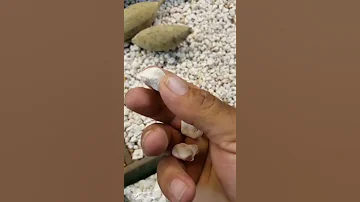 شجرة التبلدي أو القنقليز Baobab Tree Trees Fruits 