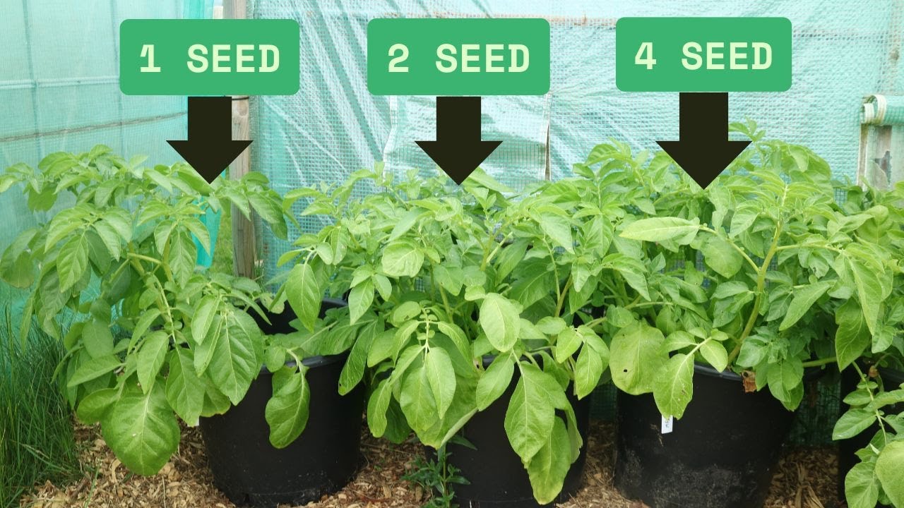 TIRIPLE Your Potato Harvest Shocking Result