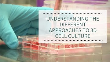 Understanding the different approaches to 3D cell culture | REPROCELL (Alvetex)