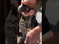 Trimming Hooves (SATISFYING) #shorts  #farrier #satisfying #asmr