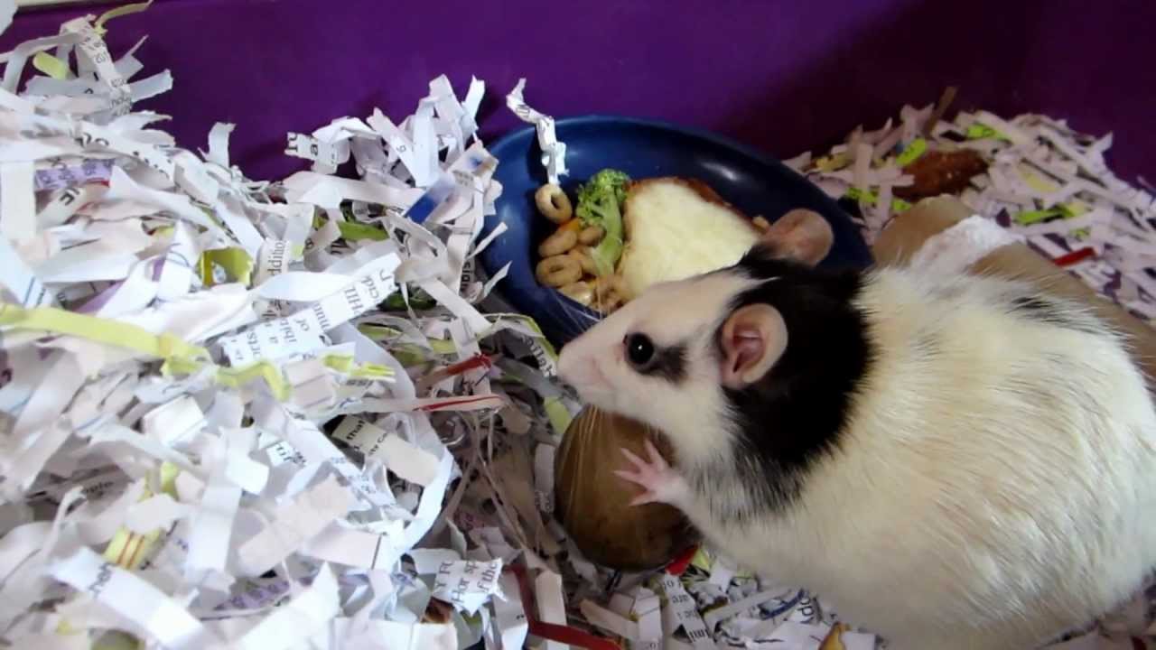 Rat Gets Avocado Seed