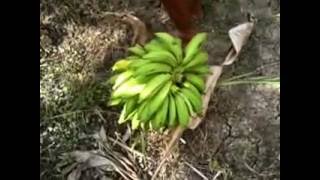 KEBUN PISANG / banana cultivation