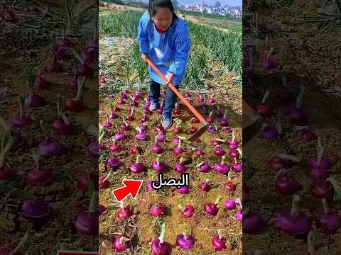 السر الصيني لزراعة البصل وكسب ضعف المحصول