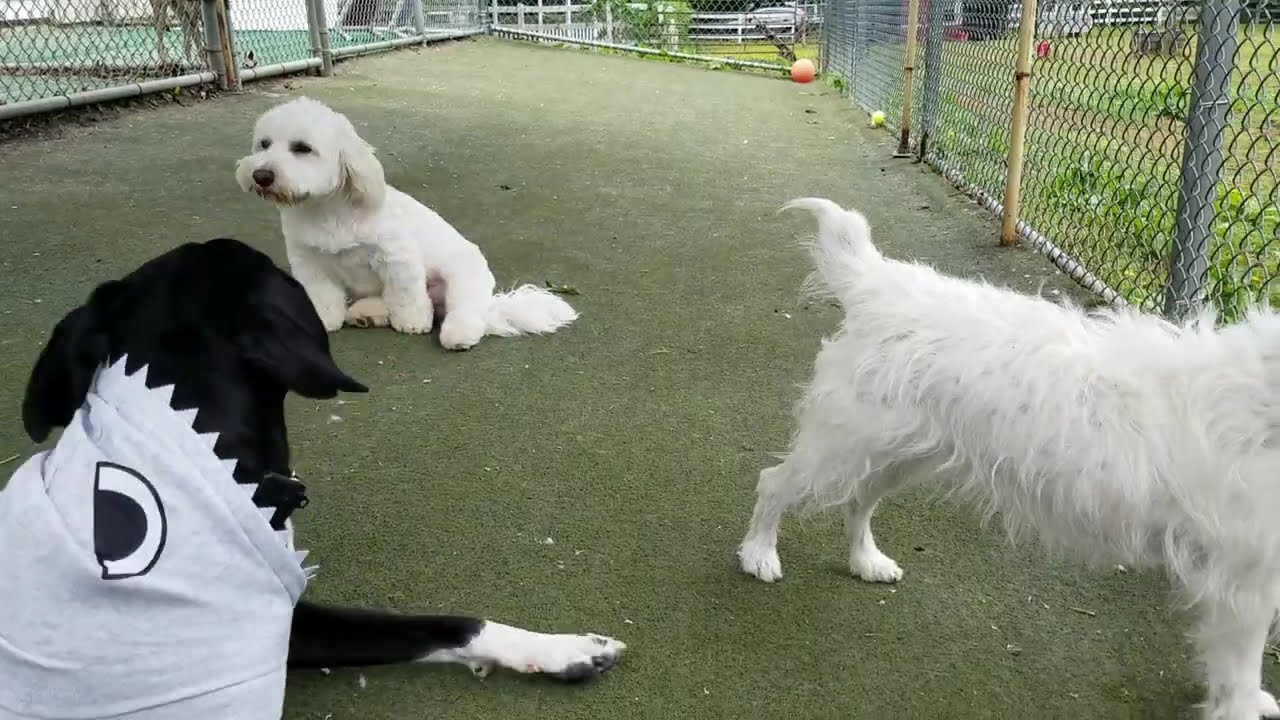Small Dog Playtime at Dogs On The Farm Pet Resort! 5-21-26