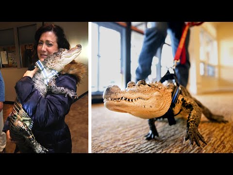 Video: 5 Nezvratné argumenty, ktoré podporujú Exotic Pet Vlastníctvo