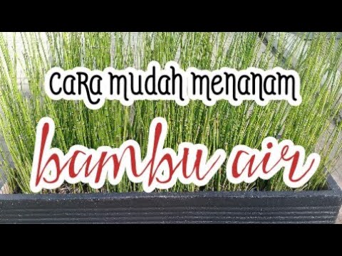 Cara mudah menanam bambu air 