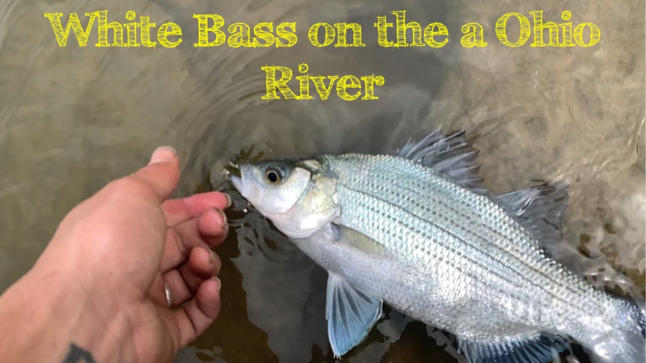 Best White Bass Fishing Setup #shorts 