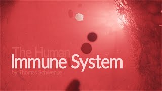 Human Immune System - How it works! (Animation) by Thomas Schwenke 608,827 views 10 months ago 14 minutes, 4 seconds
