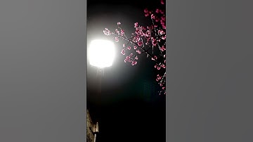 Chung Yuan Christian University Cherry Blossoms
