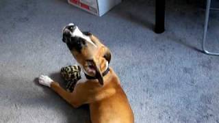 Dallas The Cute Boxer Puppy Howls