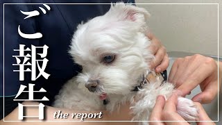 [Report] I was diagnosed with a black spot that I was worried about, and the result was... by マルチーズのナナ 24,958 views 11 days ago 4 minutes, 1 second