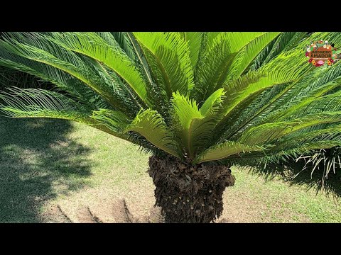Vídeo: Quando regar palmeiras de sagu: requisitos de água para palmeiras de sagu