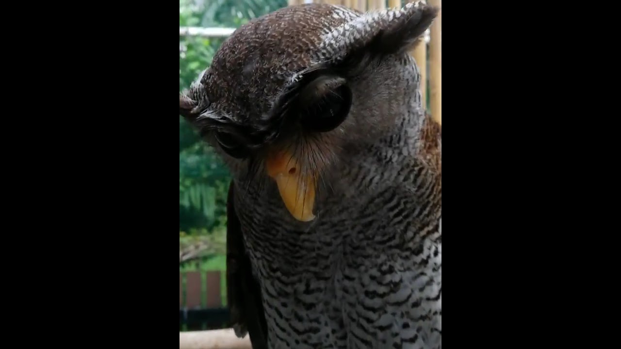 Shakespeare the owl says HI! 