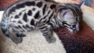 F1 Bengal BOY - SOLD by TecSpot 487 views 5 years ago 31 seconds