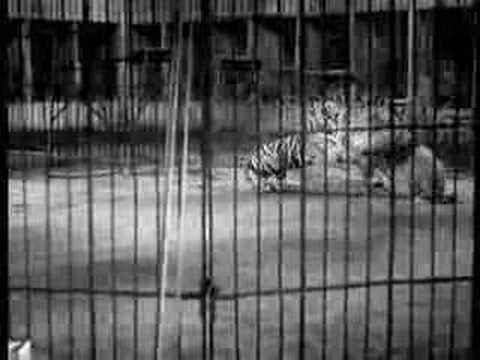 Tiger vs Lion Big Cage Fight - Tiger owns lion