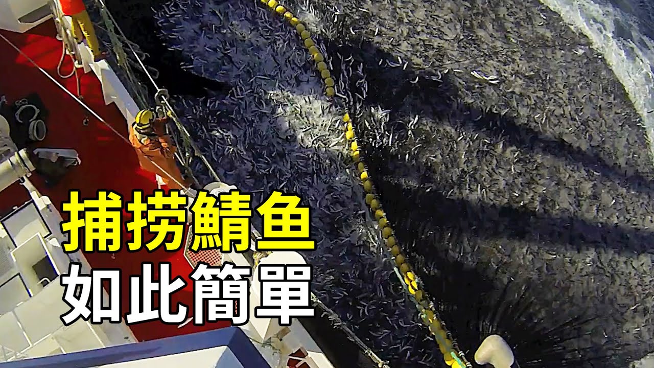 鯖魚的秘密，捕撈加工過程大開眼界