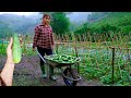 Full video 2 years of building a life | Harvest agricultural products after many days of care