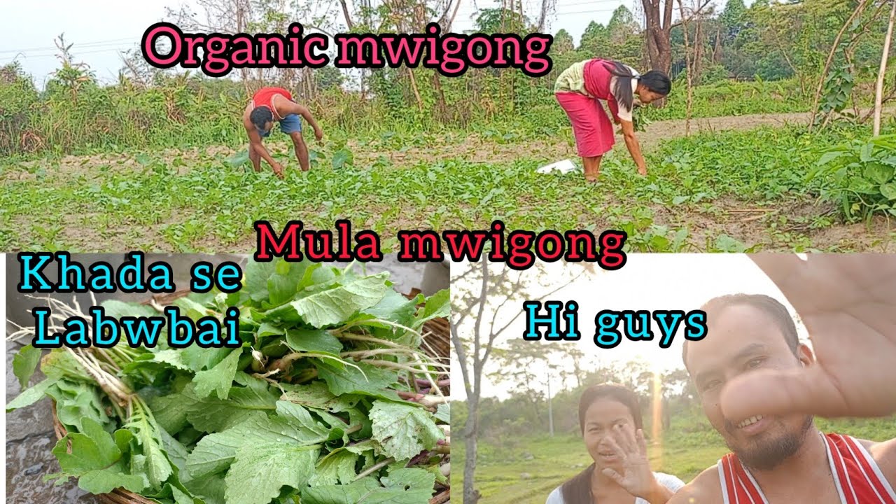 Organic mwigong bariao hinjao jwng angjwng gaswibw organic gwja jwnghani mwigong fra viral