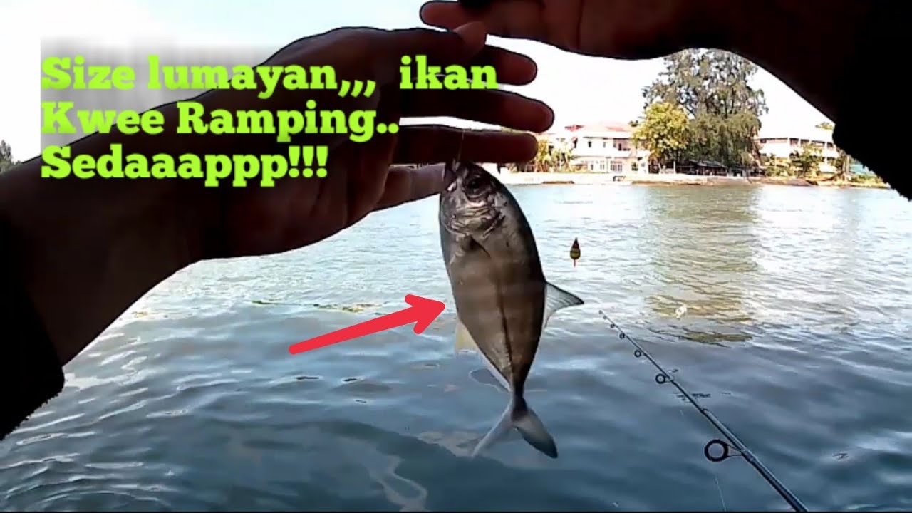 Mancing hari ini dapat IKAN KUWE RAMPING,, sedaappp!!! Size lumayan