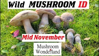 Wild Mushroom Identification Mid November