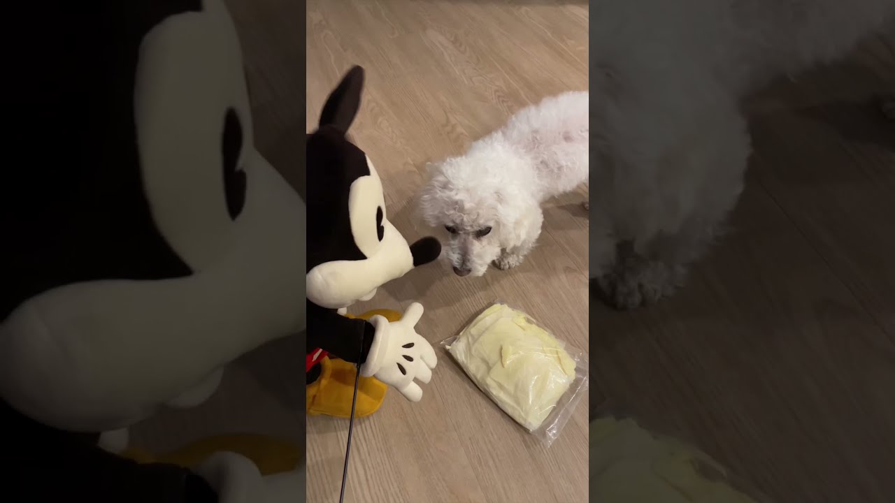 My Dog hates Mickey Mouse! 😂 