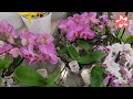 Обзор орхидей в магазине ОБИ на Варшавском шоссе в Москве 20.02.22