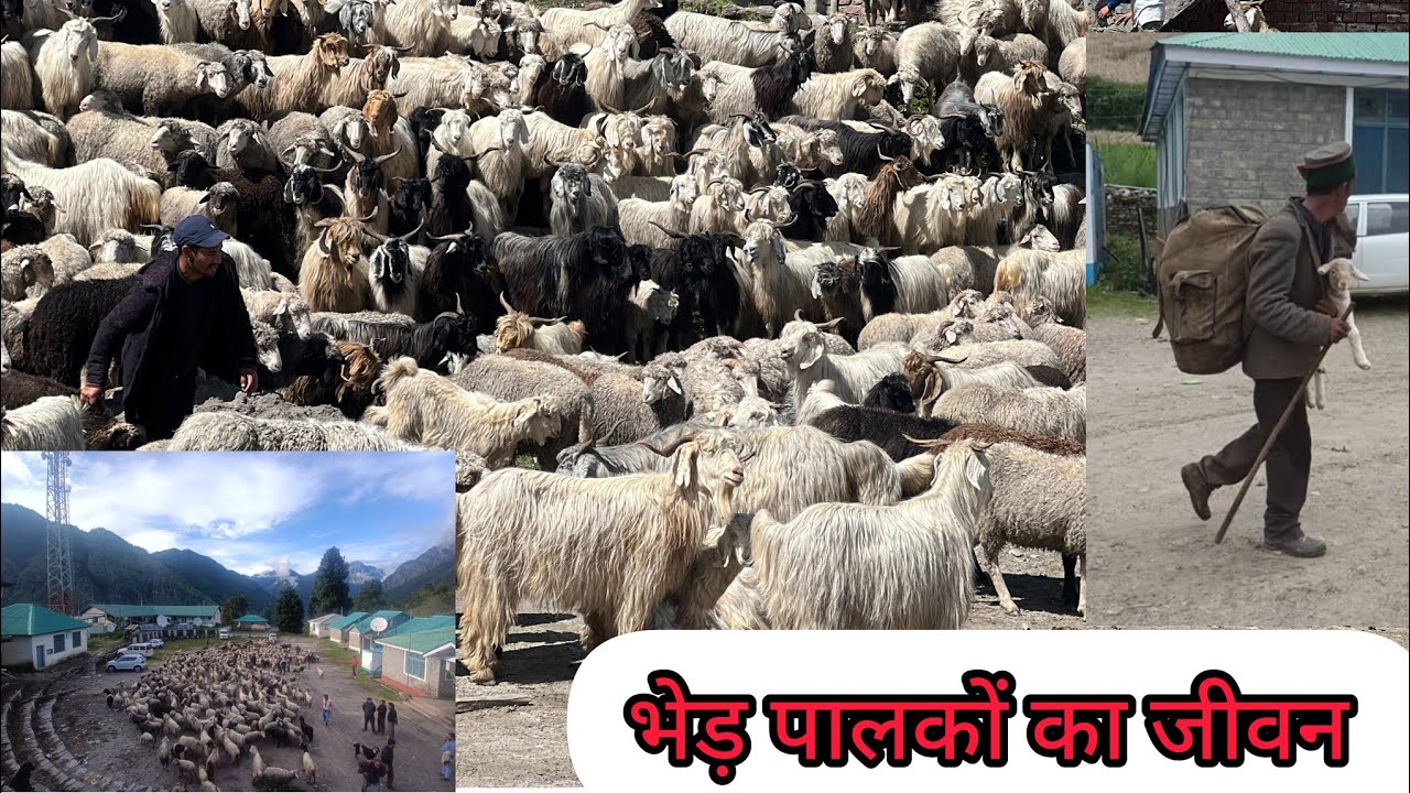 Bhed palak,bakri palak,bhed bakri palak, भेड़ पालक,हिमाचली भेड़ पालक,चारागाहवे, गद्दी जनजाति,pasture