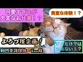 【よろづ屋シリーズ】前編！〇〇県でよろづ屋してみた！in奈良　動物愛護団体　Enn様 保護犬・保護猫の日常　NuMBerS / ナンバーズ