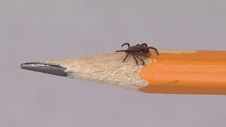 How to avoid ticks & safely remove one if you do get bit