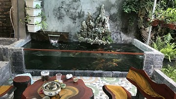 Hồ Cá Koi 5 Khối - Bộ Lọc Đơn Giản Mà Hiệu Quả.Hồ Của Em Trung Ở Hưng Yên.