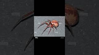 Steatoda spider nobilis interesting things you don't know #shorts