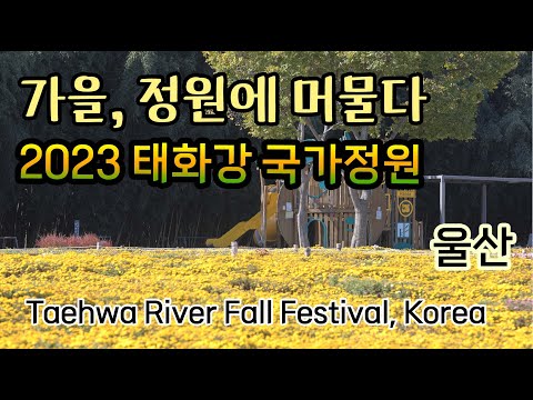 가을꽃 축제가 펼쳐질 태화강 국가정원에서 놀라고 왔습니다 