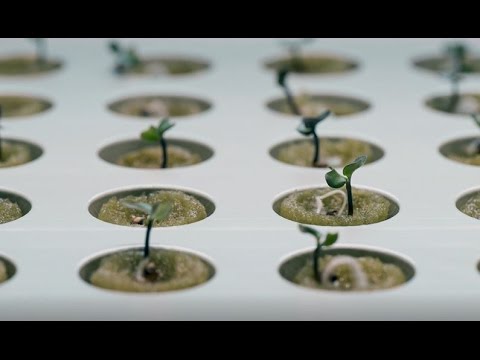 Video: Kiek laiko užtrunka salotų auginimas vandenyje?