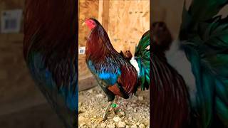 Download Lagu broodcock solid oh pula sunog green legs pa #chicken #rooster #ayam MP3