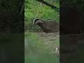 Ref:UZYU-C-qN5o Vive les blaireaux    #biodiversity #nature #animals #biology #wildlife #badger #blaireau