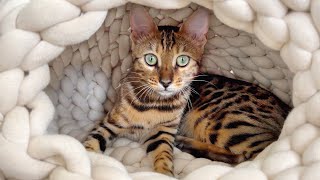 Mimi’s Family Diary| Bengal kitten follows me all day.