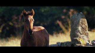 Трейлер №2 - Боевой конь - HD 1080p - RU