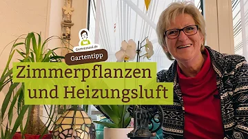 Welche Grünpflanze verträgt Heizungsluft?