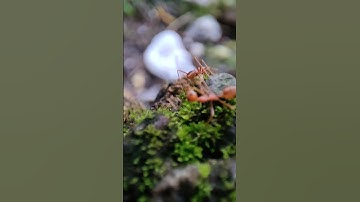 Ant world #ant #macrovideo