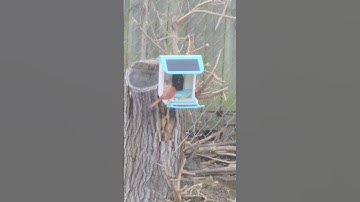 AUXCO Smart Bird Feeder With Camera | Intelligent Bird Feeder  📸 🐦
