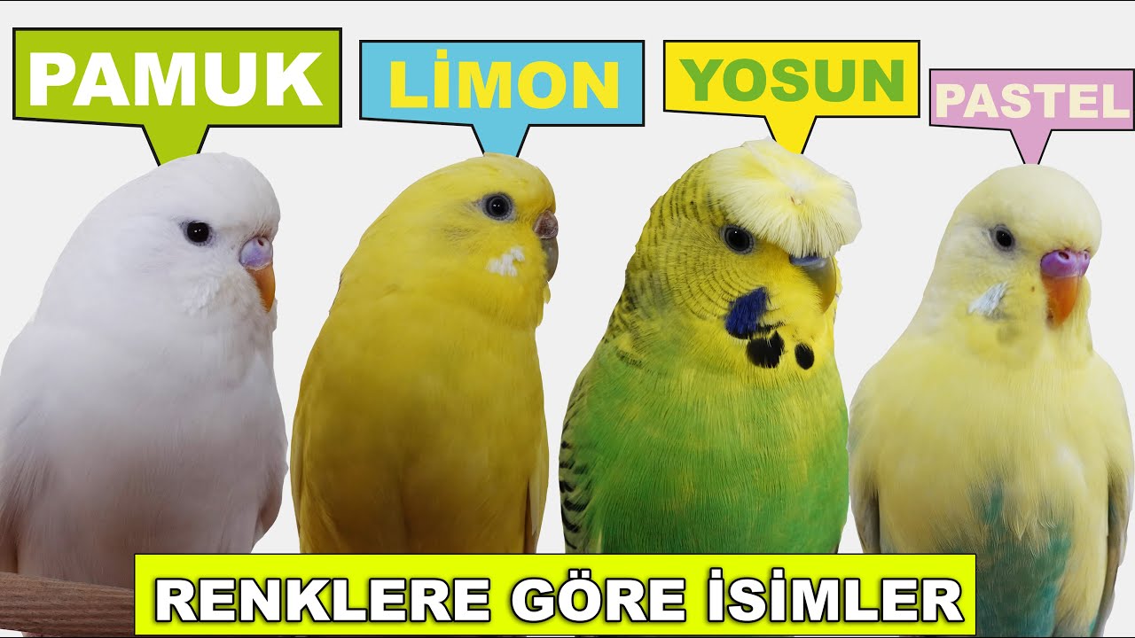Budgie Names Most Popular Bird Names By Color - YouTube