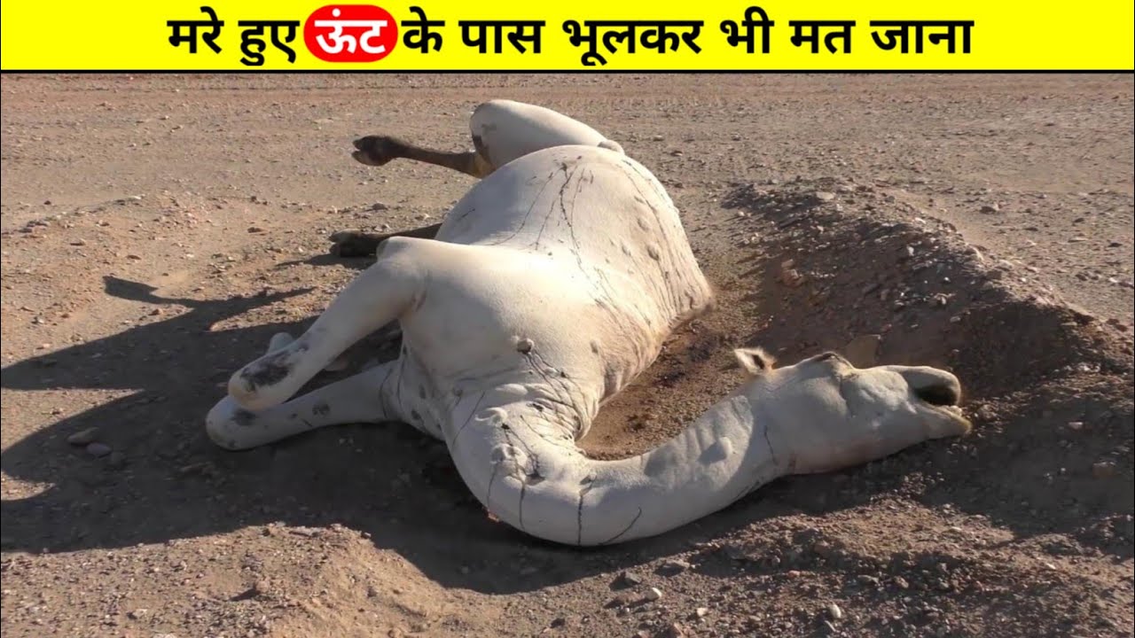 क्यों मरा हुआ ऊंट इतना खतरनाक होता है?😮 | Why Dead Camel is Dangerous | 