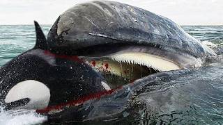 GRAY WHALE ─ Orcas&#39; Most Underrated Rival!