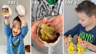 Grow Your Dinosaur In 3 Days Challenge For Kids