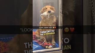 Golden Retriever shows off her new pup ❤