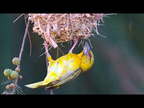 Video: Hur Fåglar Bygger Sina Bon