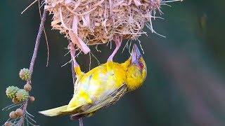 Bird building nest