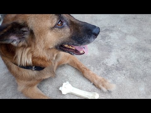 Can we feed artificial bones to dogs ! Advantages of artificial bones for